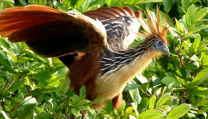 hoatzin-abriendo-alas.jpg