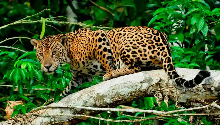 jaguar-en-arbol