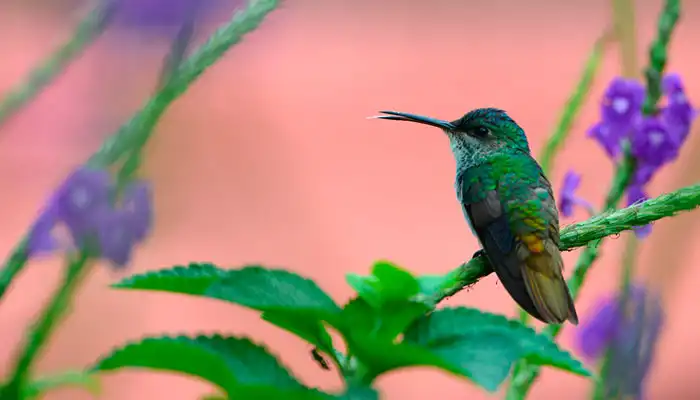 golondrina