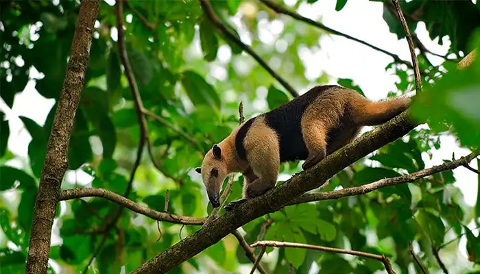 tamandua