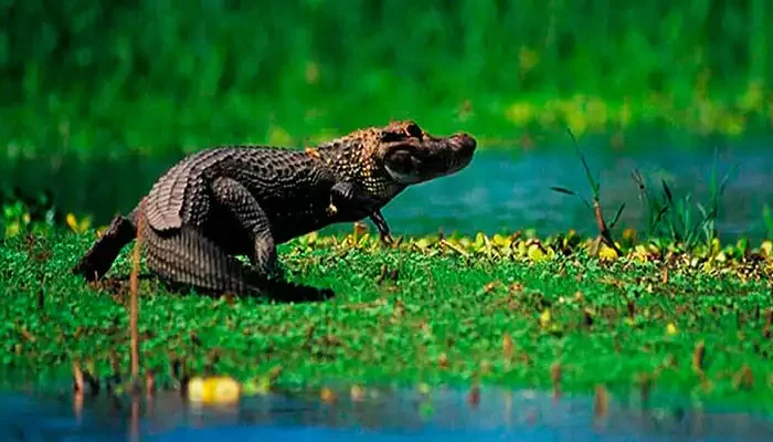 Caiman en el Parque Nacional del Manu