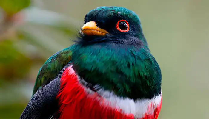 trogon-bosque-nublado-manu