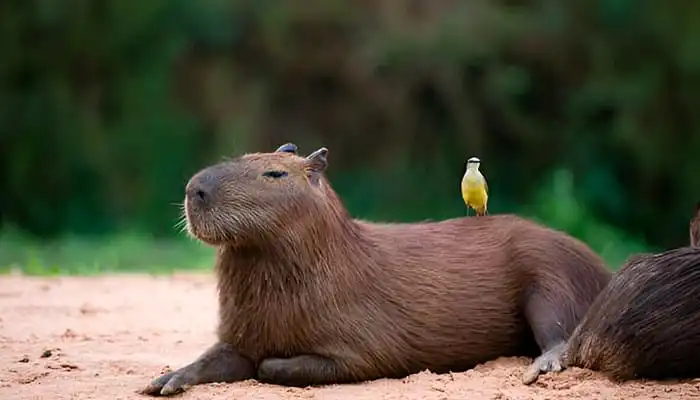 capibara