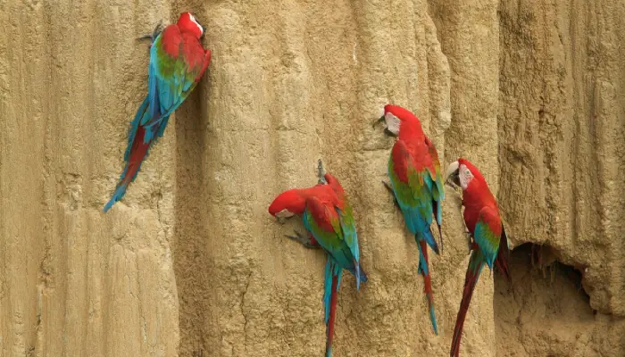 guacamayos en las collpas