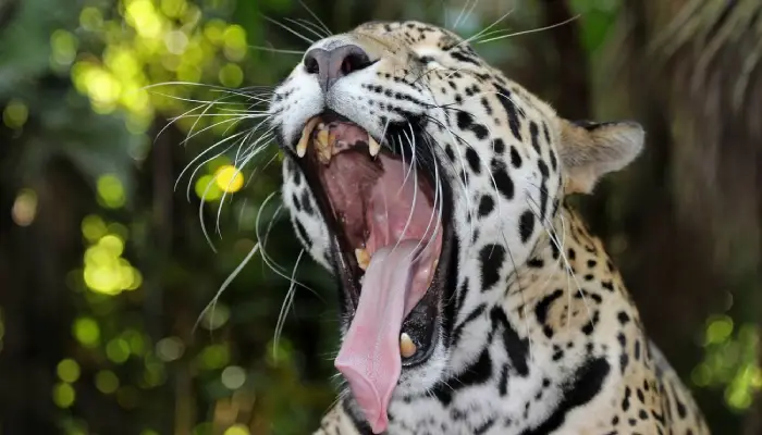 Jaguar en el Manu