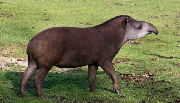 tapir